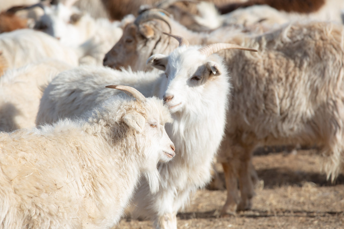 Cashmere goats in Mongolia